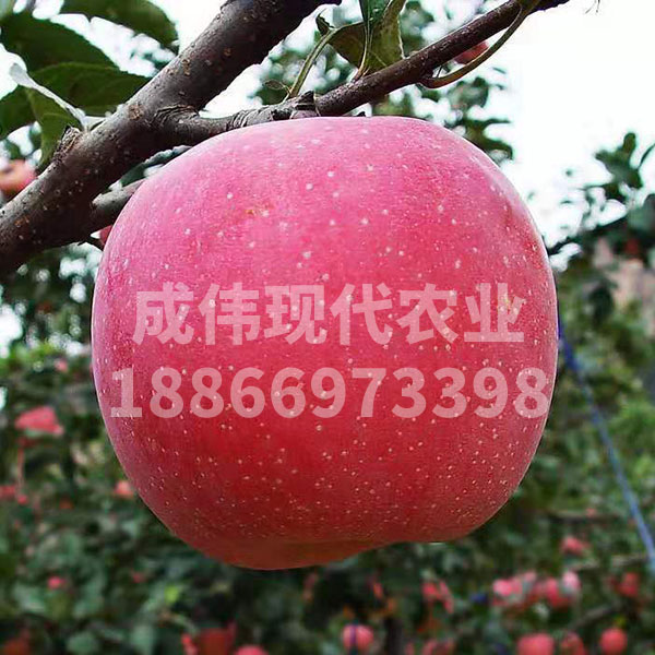 煙富10蘋果