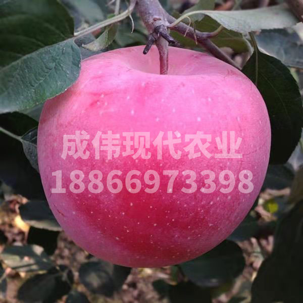 紅色希望蘋果